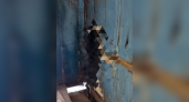 Жители Саранска обнаружили подвешенную в заброшенном гараже собаку
