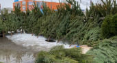 Жителей Мордовии предупредили о штрафах из-за срубленных елок