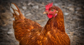 В Мордовии проведут вакцинацию домашней птицы для профилактики гриппа 