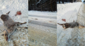В Краснослободском районе водитель насмерть сбил оленя и скрылся с места ДТП