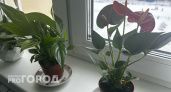 Ядовитые - убийцы: 10 комнатных растений, которые опасно выращивать дома
