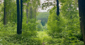 В Мордовии лесничего оштрафовали за сокрытие незаконной вырубки леса