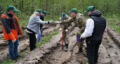 В Мордовии высадили более 4 тысяч деревьев в рамках акции «Сад памяти»