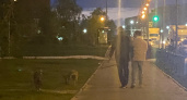 В Саранске молодые люди выгуливают бойцовских собак без намордников