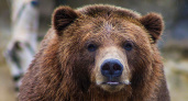 В лесах Мордовии бродит бурый медведь