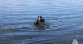 СК Мордовии проводит проверку по факту гибели мужчины на воде