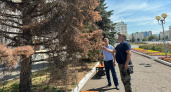 В центре Саранска засохли ели из-за применения реагентов зимой и летней жары