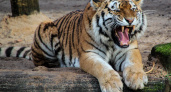Саранская телемачта с 26 июля по 1 августа окрасится в цвета тигра
