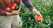 Приглашайте врача на участок: соседи умрут от зависти к вашим помидорам — лишь одна подкормка до конца июля