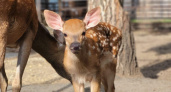 В зоопарке Саранска появился на свет пятнистый олененок