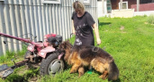 В Мордовии служебный пёс в отставке нашел дом 
