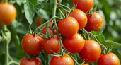 Этот сорт безоговорочный фаворит 2025 года: отличный урожай томатов вас очастливит - только мясистые плоды