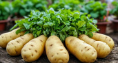 Не картофель, а «терминатор» в квадрате: найден ранний сорт — на столе через 60−80 дней, до 14 клубней с куста