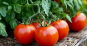 Не сорт, а «сектор приз»: этот низкий томат вяжет плоды без остановки — урожай с 2 кустов как с плантации