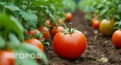 Найден царь помидоров: раннеспелый томат с урожаем до 17 кг с метра и без особых требований