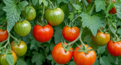 Урожай созреет раньше, чем у соседей — а все благодаря этому сорту томатов: он и скороспелый, и вкусный