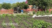 Касается всех, кто сажает картошку на даче или участке: с 1 апреля новый штраф 500 рублей для всех россиян