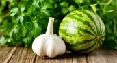1 ложка на 10 литров воды — и чеснок размером с арбуз: листья яркие и зеленые, никогда не пожелтеют