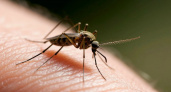 У комаров нет шансов: нашла средство, которое есть на каждой кухне - защищает лучше дорогих репеллентов