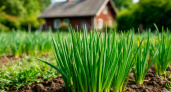 Севок и порей в грунт в эти дни — обязательно: лунный календарь посадки лука в мае 2025 - памятка для дачников