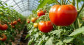 Высаживаем томаты в теплицу только в эти даты — обязательно: урожай в 10 раз больше — благоприятные дни в мае