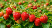 Хотите много сладкой клубники? Лейте эти растворы под куст в мае