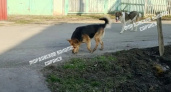 Жители Саранска вновь пожаловались на засилье собак