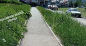 Жители Саранска пожаловались на заросшие травой дорожки