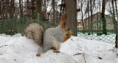 В Рузаевском парке у белок появились бельчата