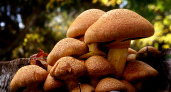 Не дорогие, не грузди и не лисички: ученые назвали самый полезный гриб в мире - омолаживает кожу и радует кишечник
