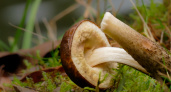 Можно ли употреблять в пищу червивые грибы: запомните раз и навсегда
