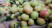 Урожай яблок в Мордовии составил 87,5 тысяч центнеров