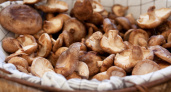Можно ли засаливать грибы без варки