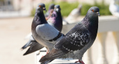 Что изменится в городе, если исчезнут голуби