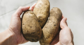 Почему на посадку картофеля не оставляют крупные клубни - запомните, какой размер идеален для посева