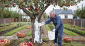 Как правильно белить яблоню перед зимой