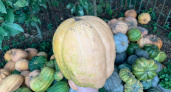 Семья Аверьяновых из Мордовии вырастила гигантскую тыкву весом 35 кг