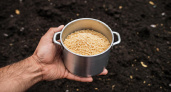 Секрет плодородия из кастрюли: обычная каша творит с землёй то, о чём агрономы молчат