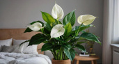 Спатифиллум превратится в салют цветов: рецепт мощной подкормки для «женского счастья» — бутоны полезут один за другим