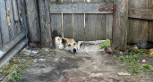 В Саранске продолжается работа по отлову и содержанию безнадзорных собак