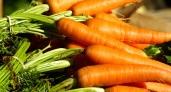 Витаминный десерт прямо с грядки: 5 сочных и крупных сортов моркови, за которыми охотятся все дачники 
