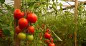 Эти сорта томатов нарасхват у всех дачников вот уже 50 лет: к весне на полках ничего не останется