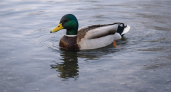 Сколько уток в Саранске? Жители обсуждают итоги зимнего учёта птиц