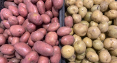 Урожай картофеля в Мордовии составил 245,3 тысячи тонн