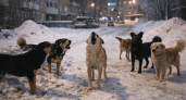 «Сутками вой и лай»: жители Саранска пожаловались на стаю собак