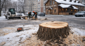 Жители требуют проверить законность спила дерева в Саранске