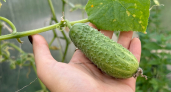 10 кристаллов в воду - и завязи огурцов крепкие, толстенькие, не болеют: идеальная подкормка для огурчиков