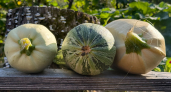 Из 7 только один: какие сорта кабачков действительно стоит сажать — остальные в утиль