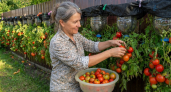 Спину на огороде больше не мучаю: выращиваю помидоры вверх ногами — без наклона и усилий - урожай снимаю ведрами даже на балконе