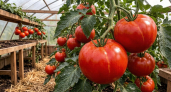 Крупнее яблока, слаще меда: умные дачники сажают только эти 3 сорта томатов - чистое мясо 